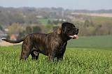 BULLMASTIFF 530